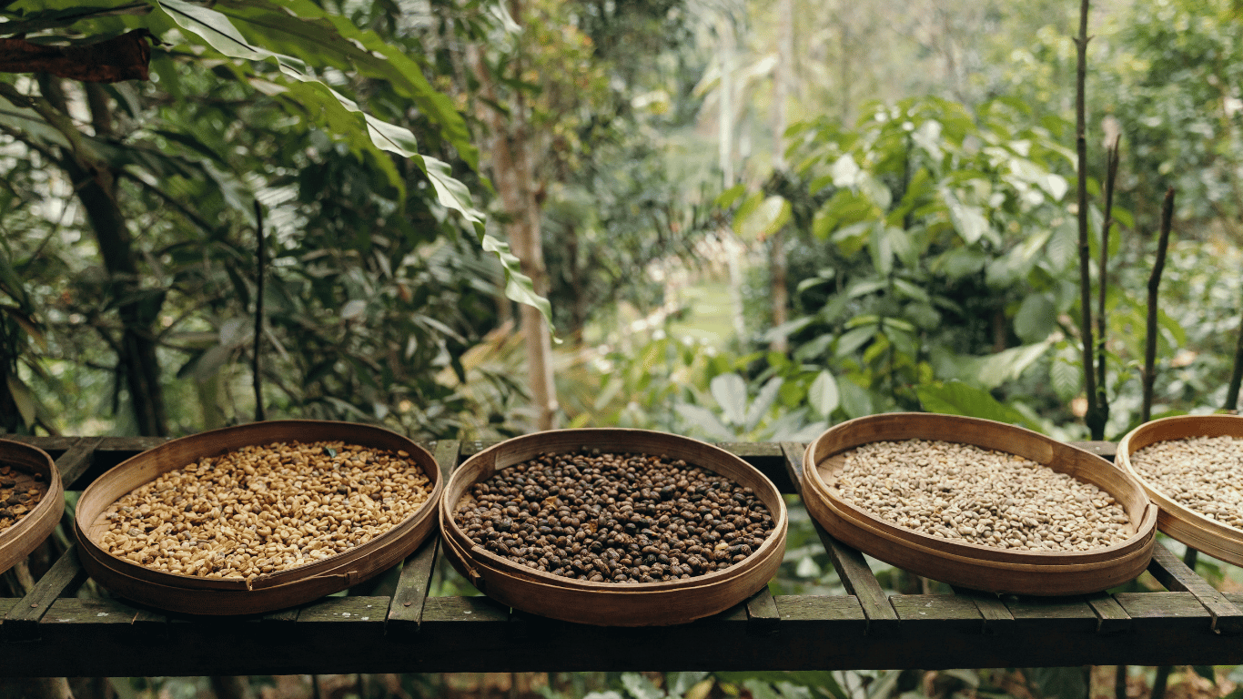 Indian-Plantation1 مراق - الصورة 1